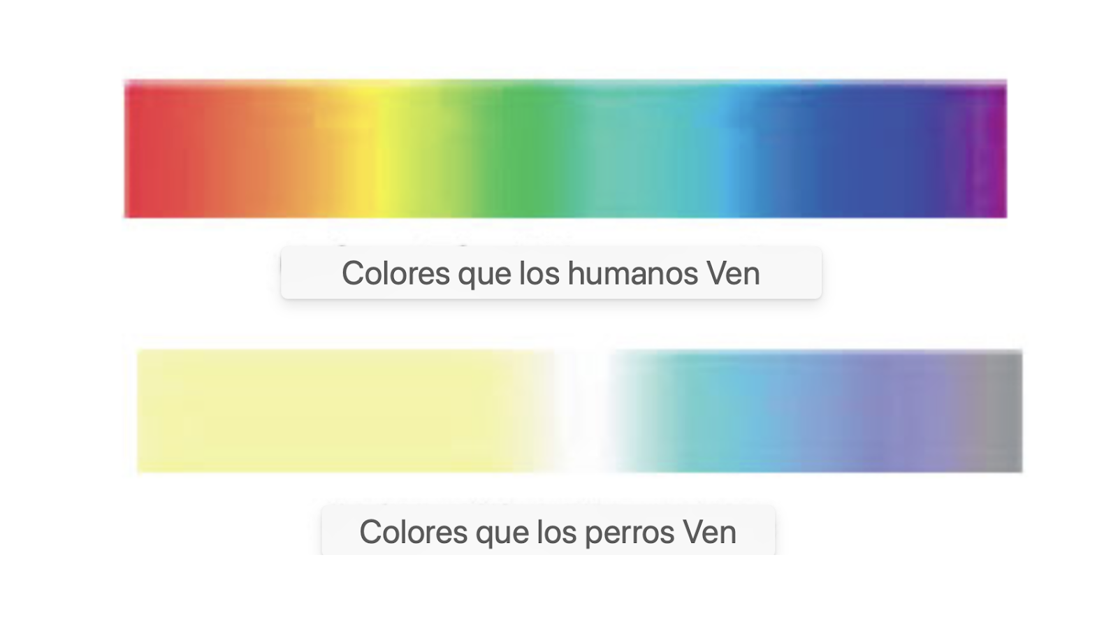 aplicar regra¿Los perros pueden tener problemas para ver como los humanos? AD_4nXcO4vh3pEUprbQ4AS_R_gWz367rs70JtHW7wAZTKp-1jTiH3HosbY_YXIXtCSgTsRerLgENbLkkPZ_gfdOH24jGVVStkZS7J4M-TSWEH8lmqk-Mq1V8ypZw3YS4hTPhPogaauidk1B_svrFay3lpiPWHDY?key=r4HgOgTeMVPUyGC5y9oIew