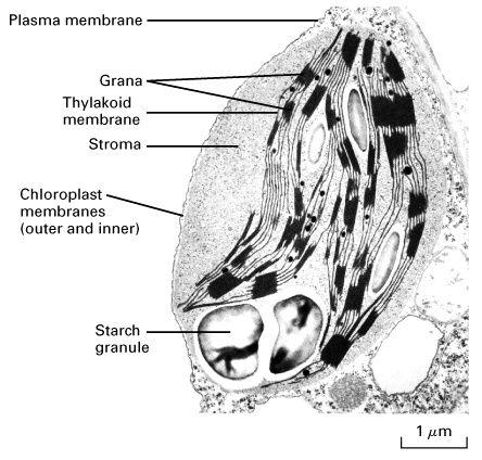 Transmission Electron Micrograph of Chloroplast- Michael W ...