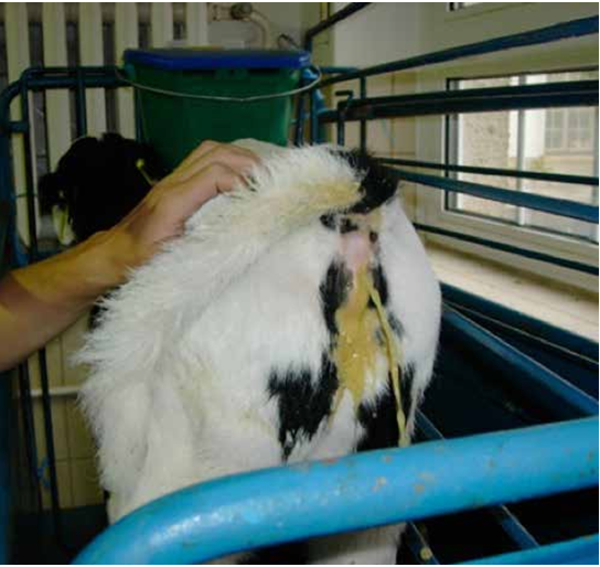 cryptosporidiosis in calves 2