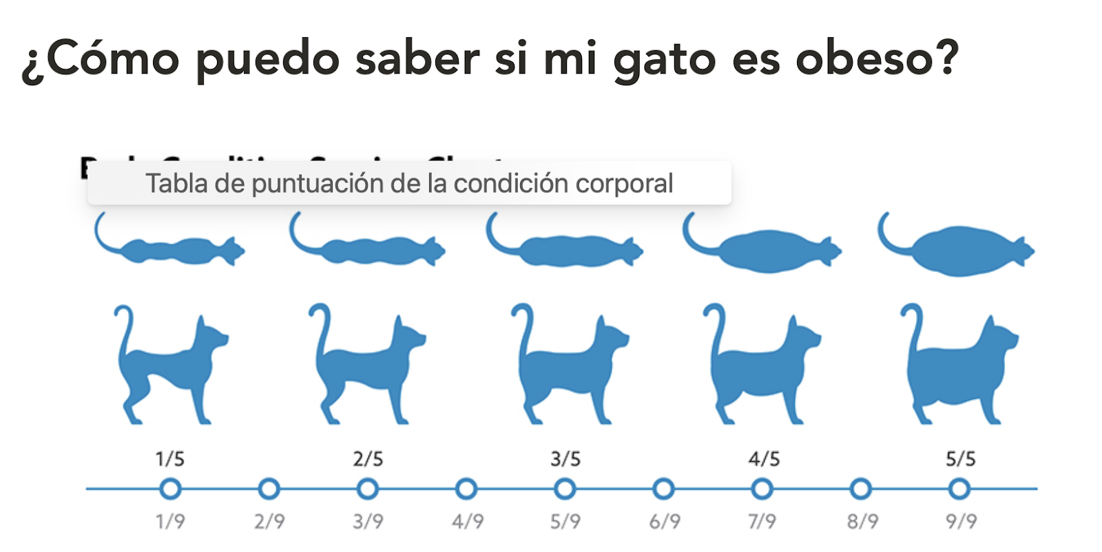 aplicar regraEstas son las consecuencias de obesidad en gatos, más vale prevenir lh7-qw