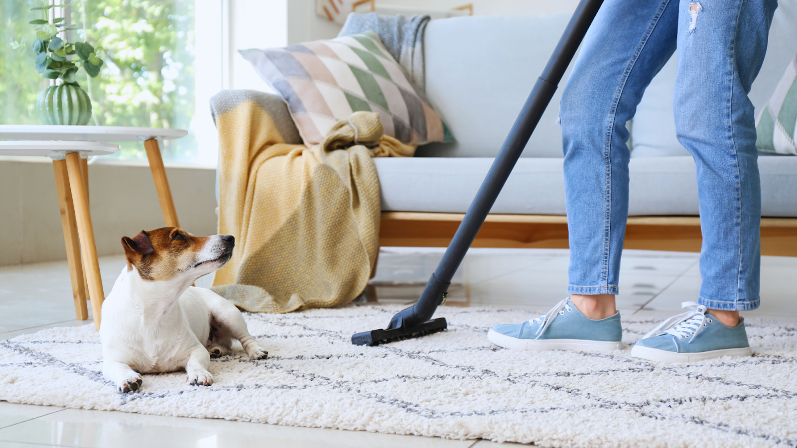 A person vacuuming their carpet. 