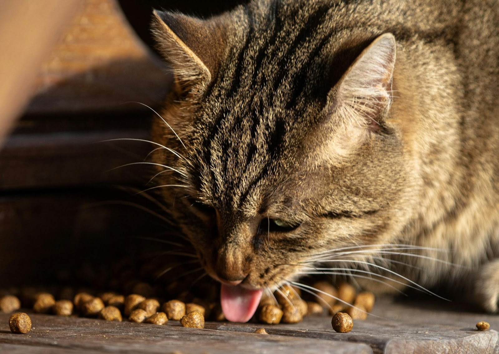 Gato comiendo pienso
