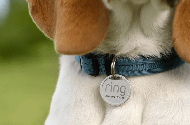 La médaille d'animal de compagnie Ring attachée au collier d'un chien. 