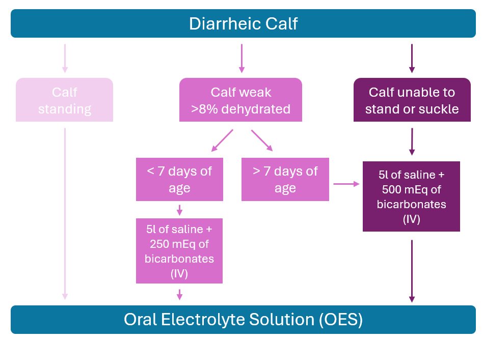 cryptosporidiosis in calves 3