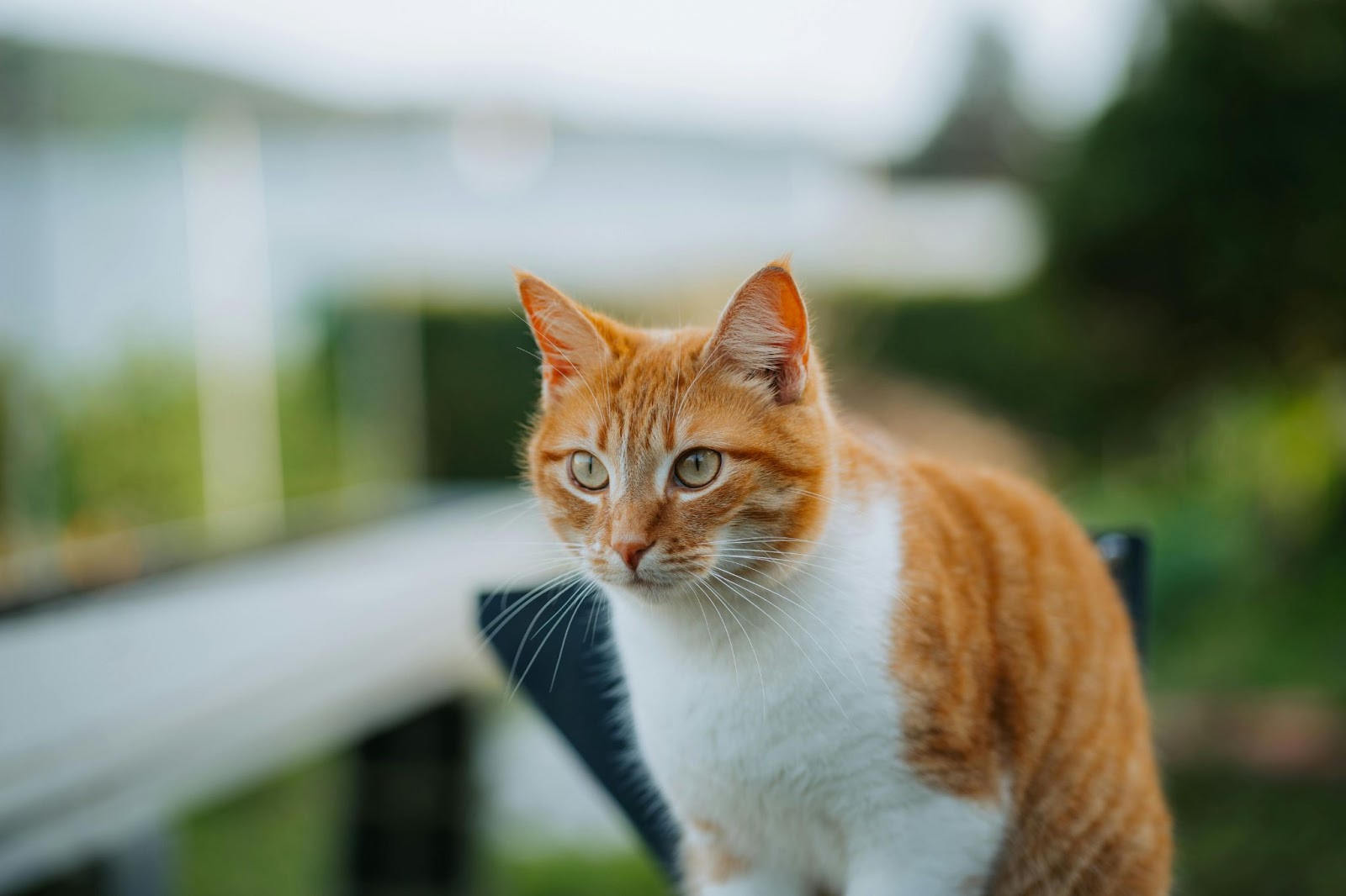 Gato naranja 