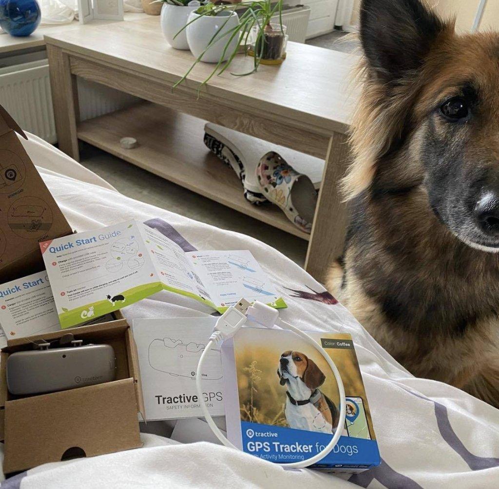 Evi, un chien d'assistance formé au stress post-traumatique, avec son GPS Tractive 