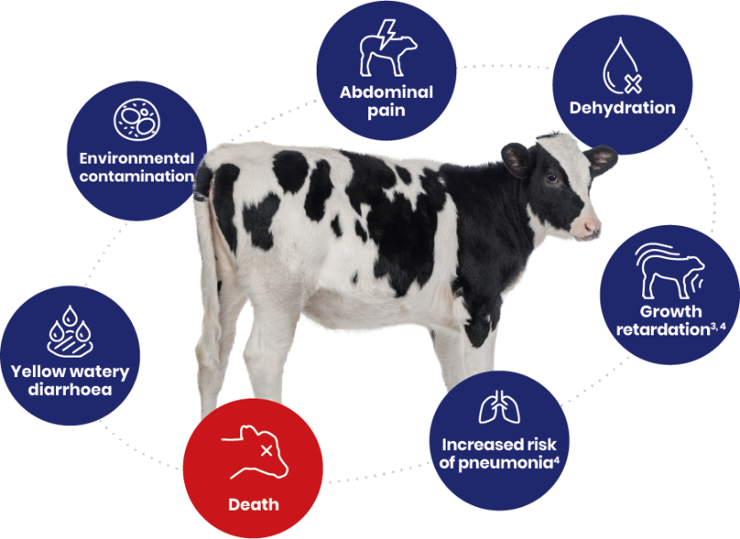 cryptosporidiosis in calves 1