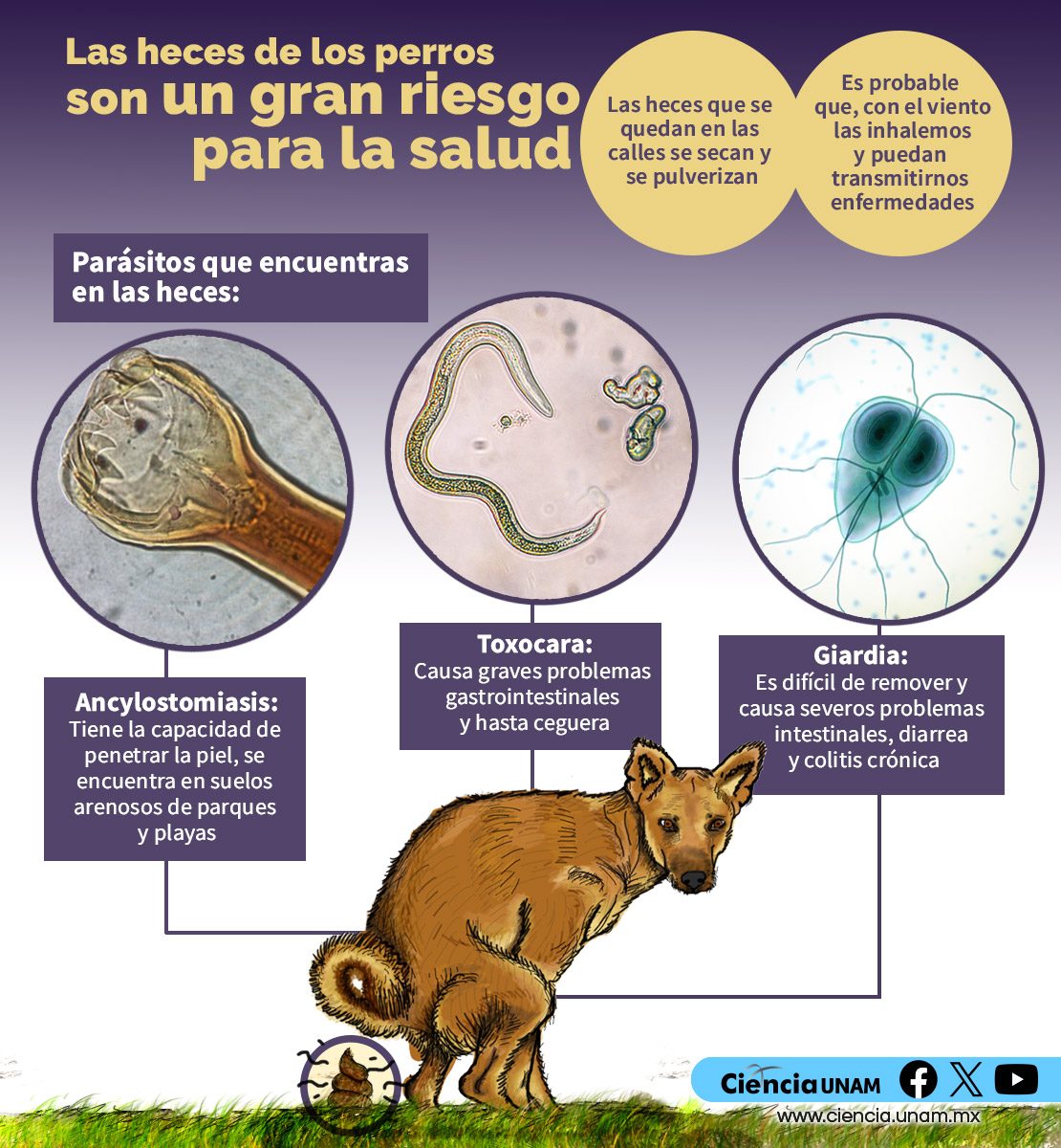 aplicar regra¿Qué pasa si no recoges las heces de tu mascota, hay multa? lh7-qw